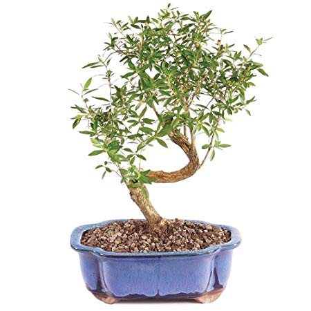 Brussel's Bonsai Live Snow Rose Indoor Bonsai Tree-5 Years Old 6" to 10" Tall with Decorative Container, Small,