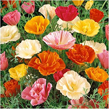Package of 2,000 Seeds, Mission Bells California Poppy (Eschscholzia californica) Non-GMO Seeds By Seed Needs