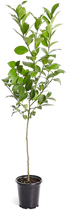 Improved Meyer Lemon Tree- Dwarf Fruit Trees - Indoor/Outdoor Live Potted Citrus Tree - Cannot Ship to FL, CA, TX, LA or AZ (2-3 ft.)