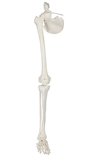 Axis Scientific Skeletal Replica of the Human Leg, Includes Removable Right Hip, Fully Articulated Foot Bones Secured with Wire, Measures 36 Inches Long and Comes with a 3 Year Warranty