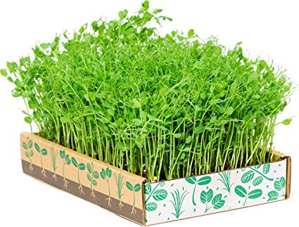 The Simply Good Box By Home Greens - The Simplest Way to Grow Amazing Microgreens