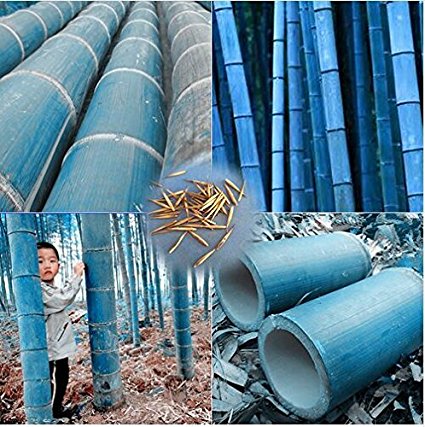 New 50 pcs/bag rare blue bamboo seeds, decorative garden, herb planter bambu tree seeds for diy home Little garden send gift