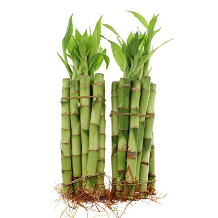 Live Lucky Bamboo 20 Stalks - 6 Inch Stalks - Live Indoor Plants for Home Decor, Arts & Crafts, and Feng Shui