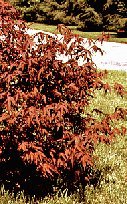 Japanese Red Maple Tree Seedling