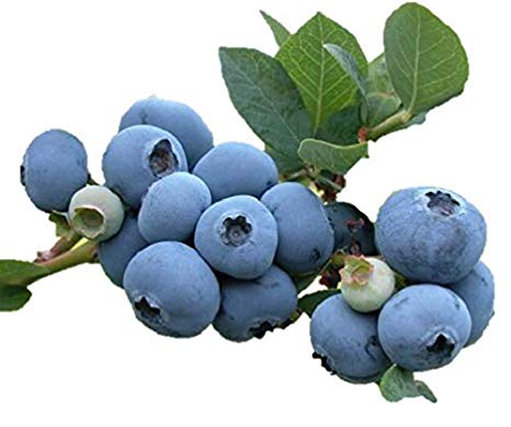 Blueray Blueberry Plant - 20 Pounds of Berries per Bush - 4" Pot