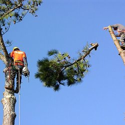 SSR Tree & Trimming Services