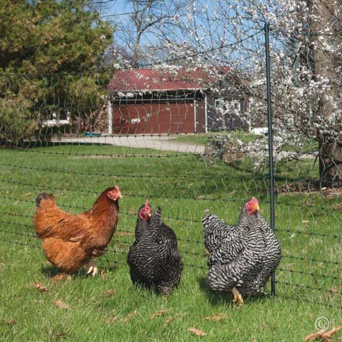 Premier Enhanced 42" Electric Poultry Net Fence, Green/Black, 12/42/3EG