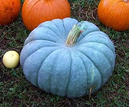 Exotic Blue Pumpkin Seeds | 20 Seeds Packet | Blue Jarrahdale Pumpkin Seeds