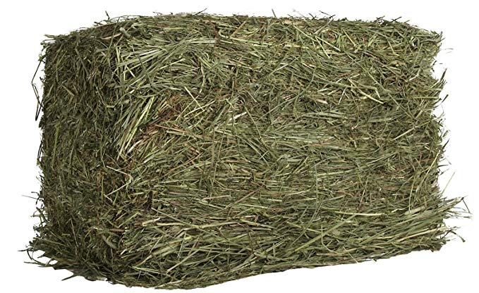 Oxbow Animal Health Western Timothy Hay For Pets, 25-Pound