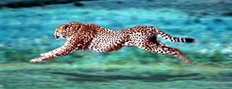 Buyartforless Cheetah Running 12x36 Poster