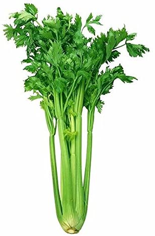 1000  ORGANICALLY GROWN Kintsai Chinese Dark Green Celery Seeds Heirloom NON-GMO Non-bitter, Crisp, Juicy, Delicious and Flavorful, From USA