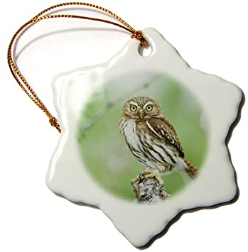 3dRose orn_84508_1 Ferruginous Pygmy-Owl, Rio Grande Valley, Texas-Na02 Rnu0583-Rolf Nussbaumer-Snowflake Ornament, 3-Inch, Porcelain