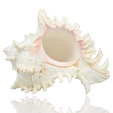 Large Natural Sea Shells, Murex Ramosus shells, Huge Ocean Conch 7-8 inches Jumbo Seashells Perfect for Wedding Decor Beach Theme Party, Home Decorations,DIY Crafts, Fish Tank and Shell Collectors