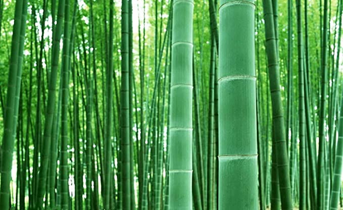 Giant Bamboo Seeds for Planting - 50  Seeds - Grow Giant Bamboo, Privacy Screen, Good for Environment - Ships from Iowa