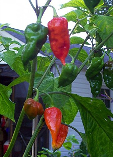 Potomac Banks Pack of 15 Hot Ghost Pepper Seeds (Bhut Jolokia Ghost) Comes with Free How to Live Stress Free Ebook