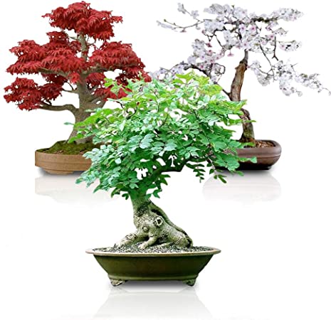 Bonsai Seed Bundle #3 - Japanese Red Maple, Black Cherry, Tree of Life Seeds Bundle Ships from Iowa, USA