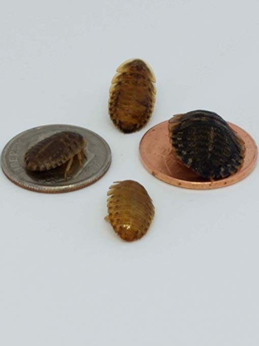 Dubia Roaches 200 Medium