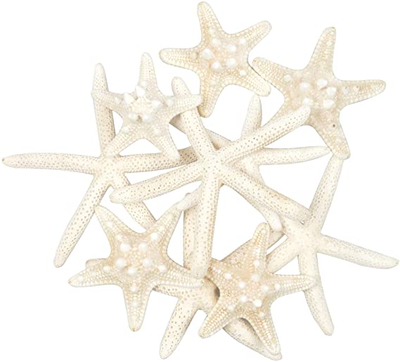 Jangostor 10 PCS Starfish 2-6 Inch Mixed Ocean Beach Starfish-Natural Colorful Seashells Starfish Perfect for Wedding Decor Beach Theme Party, Home Decorations,DIY Crafts, Fish Tank