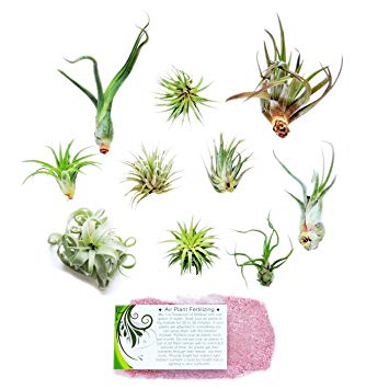 Air Plant Shop's Grab Bag of 10 Plants   Fertilizer Packet - Free PDF Air Plant Care eBook with Every Order - House Plants - Air Plant Variety - Fast Shipping from Florida