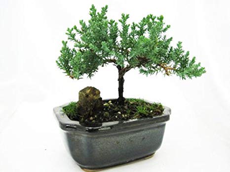 9GreenBox - Japanese Juniper Bonsai Tree with Fertilizer