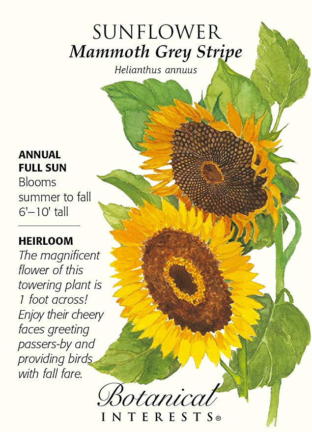 Mammoth Grey Stripe Sunflower Seeds - 8 grams - Annual