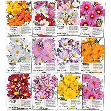 Crazy Cosmos Seed Packet Assortment (12 Individual Packets) Open Pollinated Seeds by Seed Needs