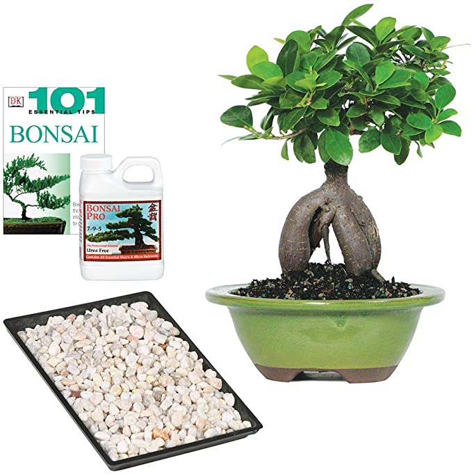 Brussel's Bonsai Live Gensing Grafted Ficus Indoor Bonsai Tree - 4 Years Old 6" to 8" Tall with Decorative Container