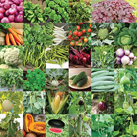 Pyramid Indian Vegetable Seeds Bank for Home Garden 35 Varieties -1675 Seeds
