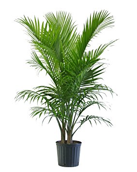 Majesty Palm in Pot