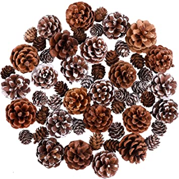 Cooraby Natural Snow 4-6cm Pine Cones 2-3cm Micro-Mini Pinecones Christmas Snow Pine Cones for Thanksgiving Home Decoration, Fall and Christmas Crafts, 54 Pieces Total