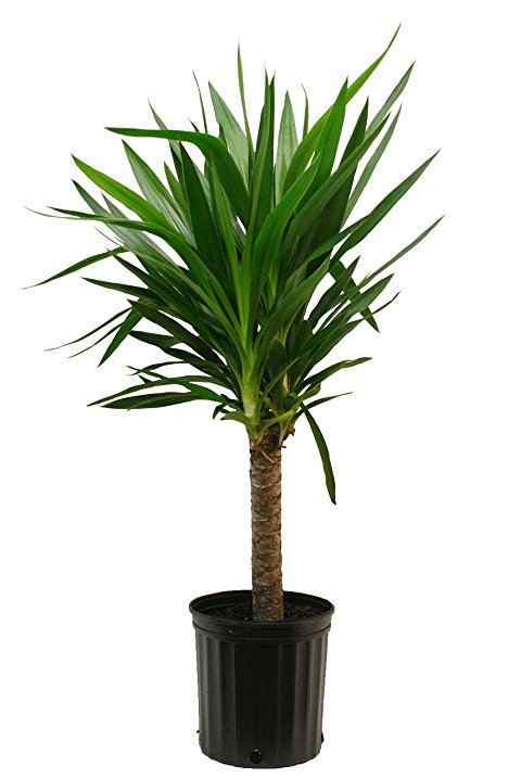 Delray Plants Yucca Cane in Pot