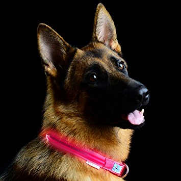 FLASH SALE!!! Premium LED Dog Collar with Quick Release Metal Buckle, USB Rechargeable, Available in 7 Colors & 4 Sizes