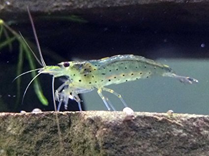 10 Live Amano Shrimp (Caridina multidentata, aka Yamato shrimp) - 1/2 to 1 1/2 Inch Young Adults! Better than Ghost Shrimp! BEST Algae Eating Shrimp in the World! by Aquatic Arts