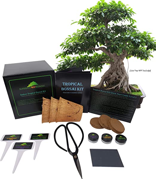Tropical Indoor/Outdoor Bonsai Seed Kit (Tropical Level 1)