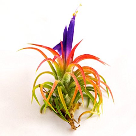 Air Plants - Ionantha Mexican - 5 Air Plants - Great Price!