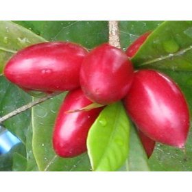 15 Miracle Fruit Seeds (Synsepalum Dulcificum) - Grow Your Own Miracle Fruit Plants - Fruit Turns Sour to Sweet