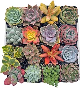 16 Assorted Live Succulents Plants - Colorful Live Succulents, Cute Live House Plants, Succulents Plants Live, Mixed Succulent Box for Baby Shower Favors, Mini Succulents Indoor Plants