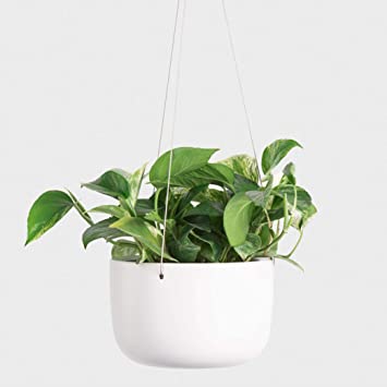 PEACH & PEBBLE Ceramic Hanging Planter (6" or 8") - Large Plant Pot, Hand Glazed Indoor Flower Pot for All House Plants (White or Grey) (6 Inch, White)