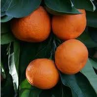 3-4 Year Old (3-3.5 Ft) Owari Satsuma Orange Tree