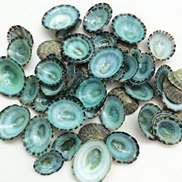 PEPPERLONELY 50PC Green Limpet Shells Craft Sea Shells, 1/2 Inch ~ 1 Inch