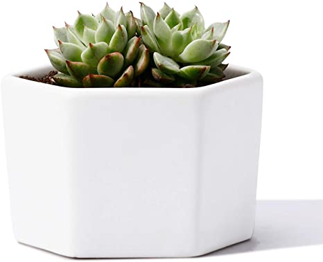 POTEY Mini Succulent Cactus Planter - 2.3 Inch Plant Containers Indoor Bonsai Pot Unglazed with Drain Hole - Hexagon, White