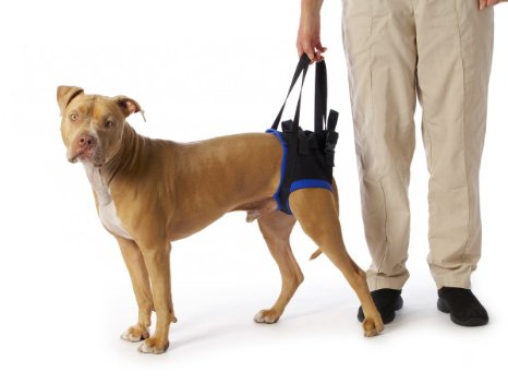 Walkabout Back Pet Harness Large