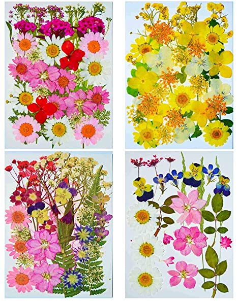 134 pcs LoveDiyLife Real Dried Pressed Flowers Mixed Natural Assorted Colorful Daisy for DIY Resin Jewelry Art Floral Decors (Color 3) …