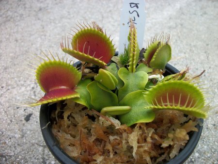 Medium Sized B52 Giant Venus Flytrap - Fly Trap - (Dionaea Muscipula) Carnivorous Plant 3 inch pot