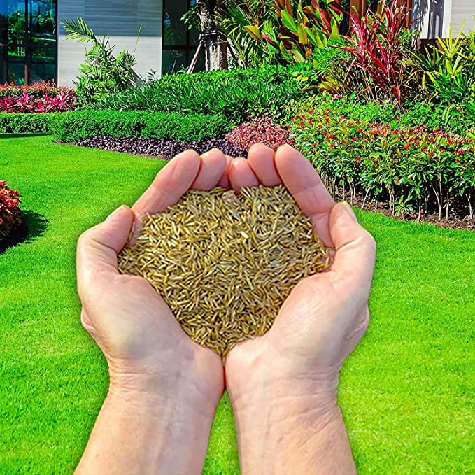 Grass Seed (Sack, Grass Seed - Size 1 KG)