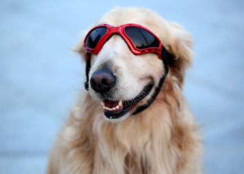 Pet Leso Large Dog Goggles UV Doggles Golden Retriever Goggles