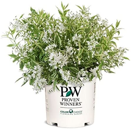 Proven Winners - Deutzia  gracilis Crème Fraiche (Crème Fraiche Deutzia) Shrub, varigated foliage with white flowers, #2 - Size Container