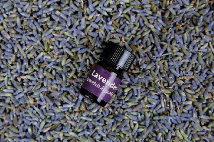 bMAKER French Lavender Flower Ultra Blue Grade, 1 lb, Highest Quality, Includes a 2ml bottle of Pure Lavender Essential Oil.