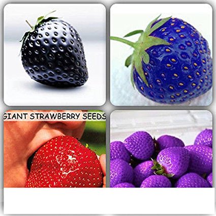 Mixed Giant Strawberry Seeds Black, Blue, Red and Purple 100 mixed seeds