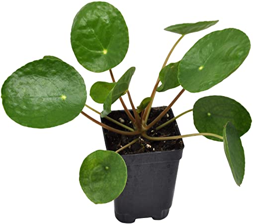 Pilea peperomioides, Chinese Money Plant, 3" (2.6x3.5") incl. Heat Pack